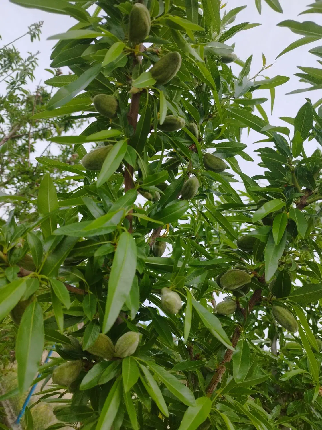 دو هزار متر زمین کشاورزی درختا پر از بادوم