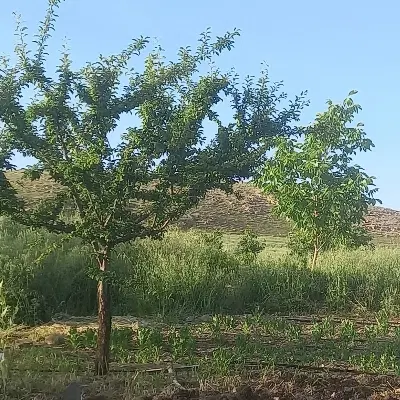 باغ ۵۰۰ متری تجره سراب