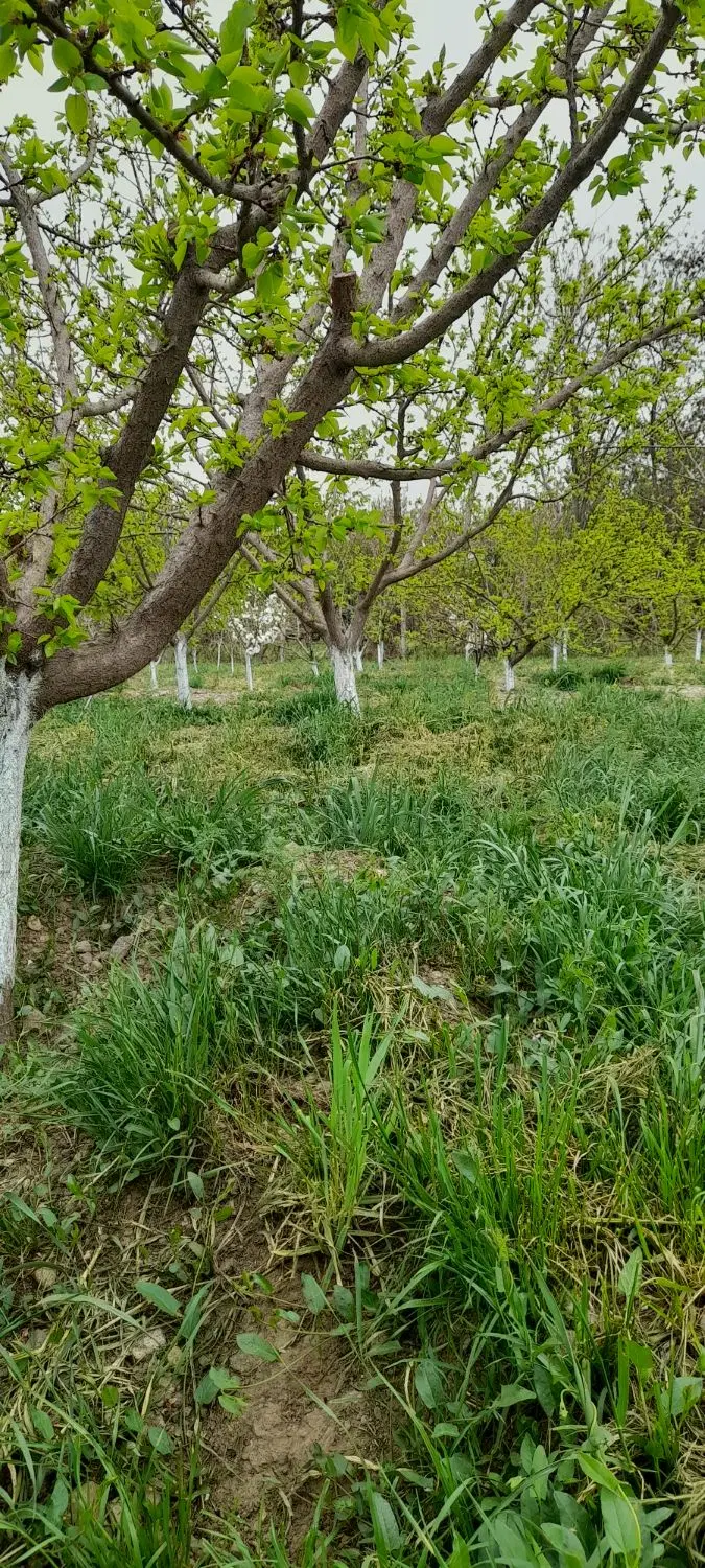 باغ سند دار روبه روی زیباشهر