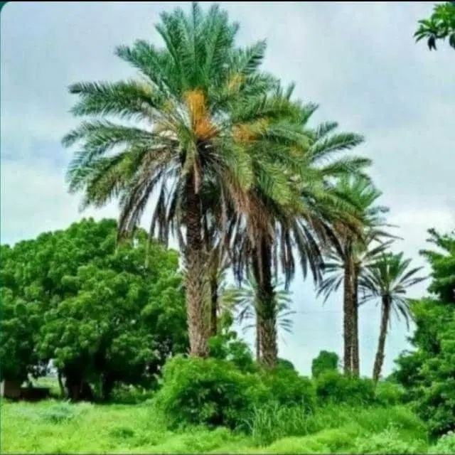 فروش یه قطعه زمین دیل