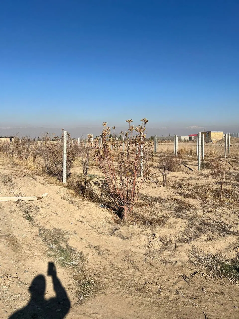 فروش زمین کشاورزی در عبدل آباد