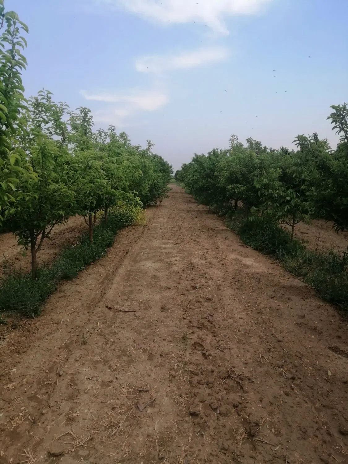 فروش باغ میوه