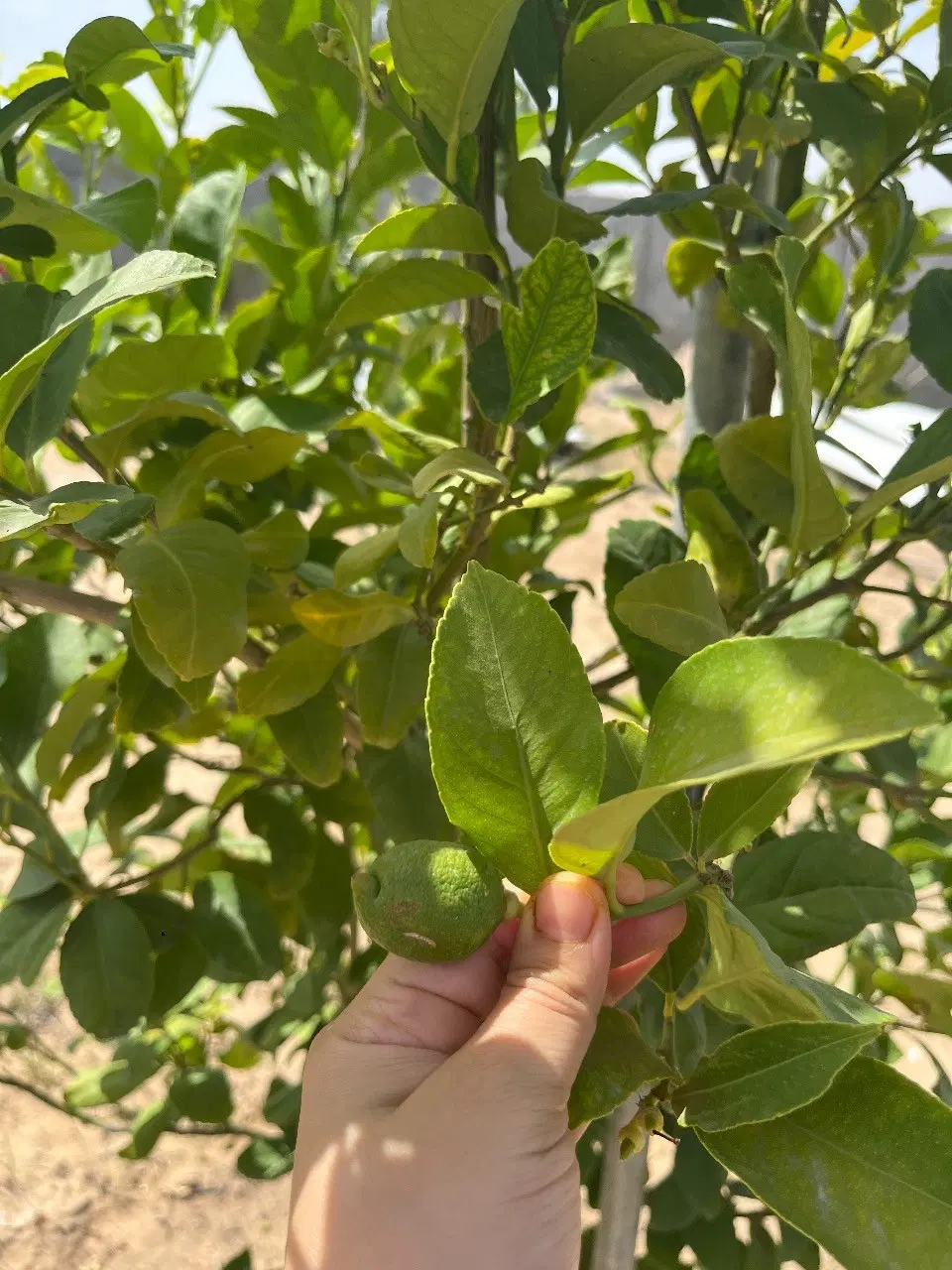 فروش ویلا باغی مسکونی