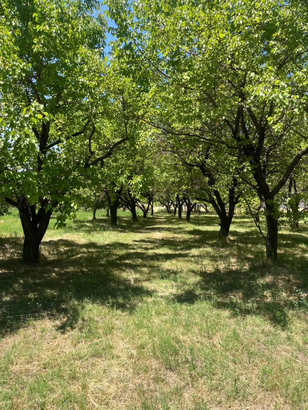 قطعه باغ ساریبگلو