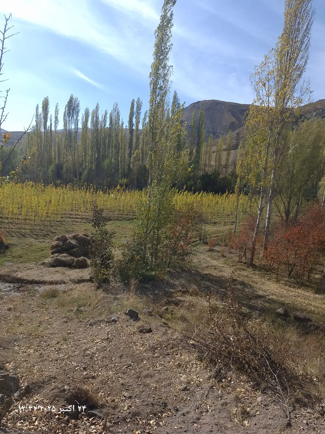 کاه گندم دیم کنار جاده اسفالت
