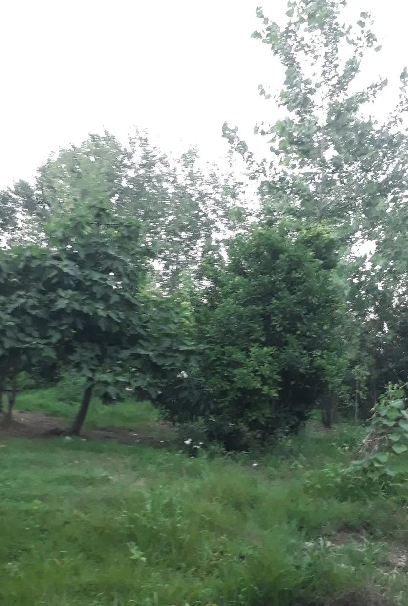 زمین مسکونی