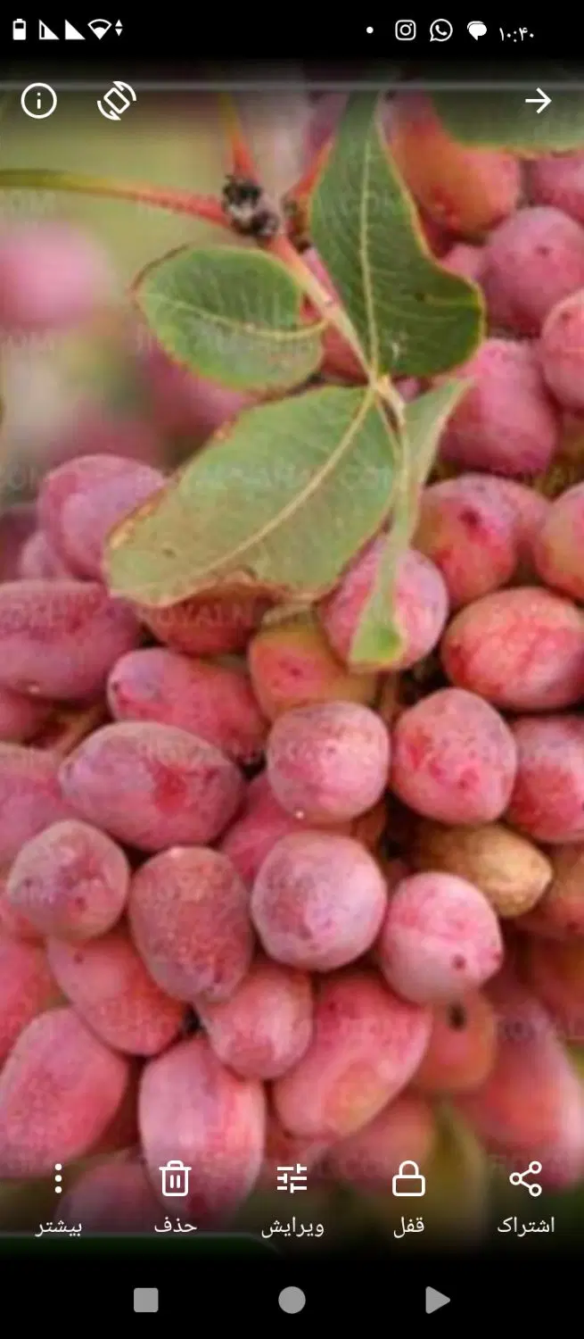 فروش باغ پسته