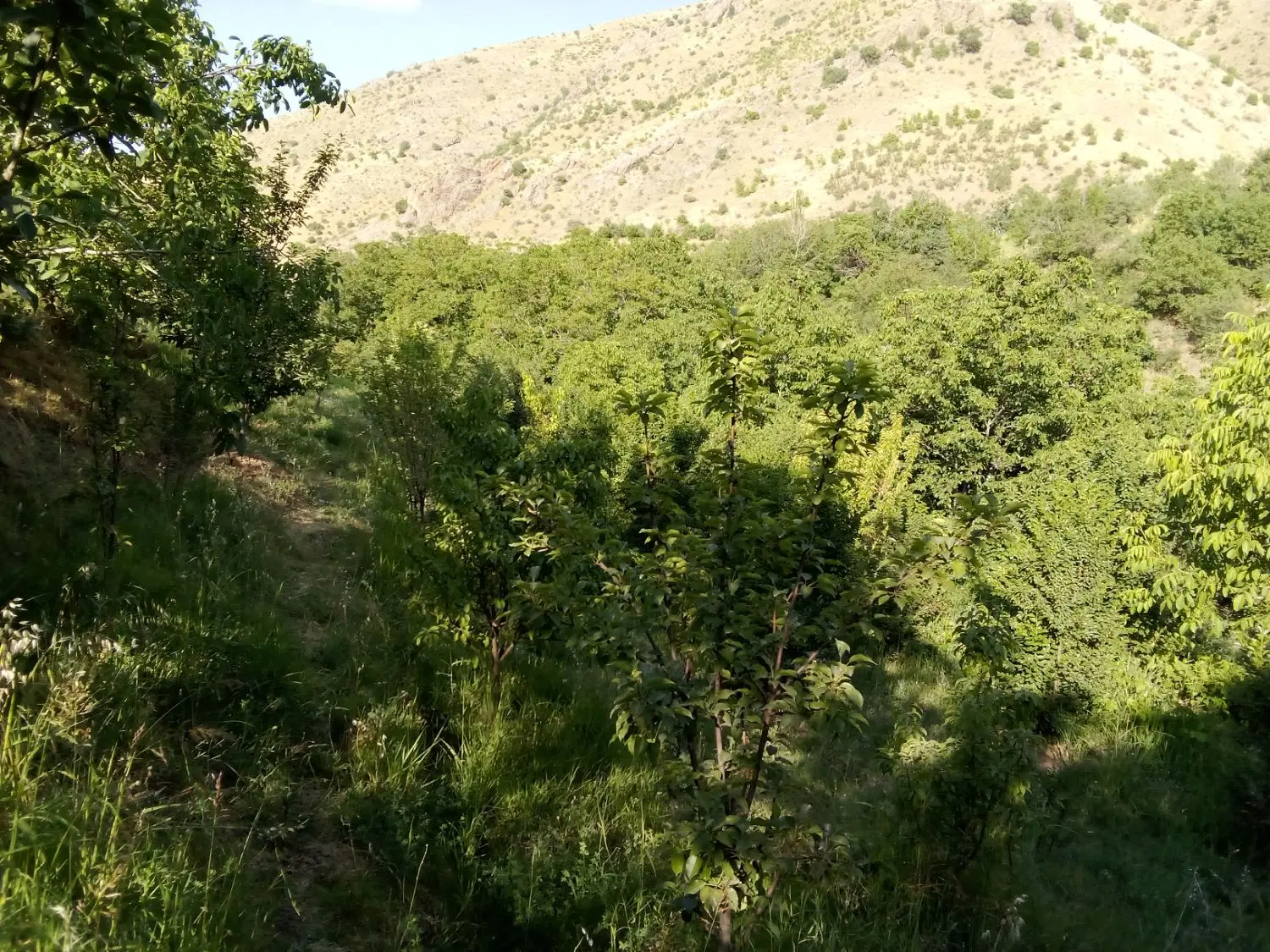 فروش زمین کشاورزی در جاده کامیاران سنندج