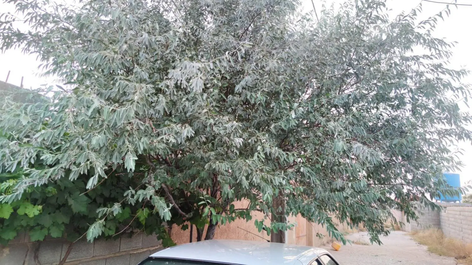 فروش باغ زرقان دودج
