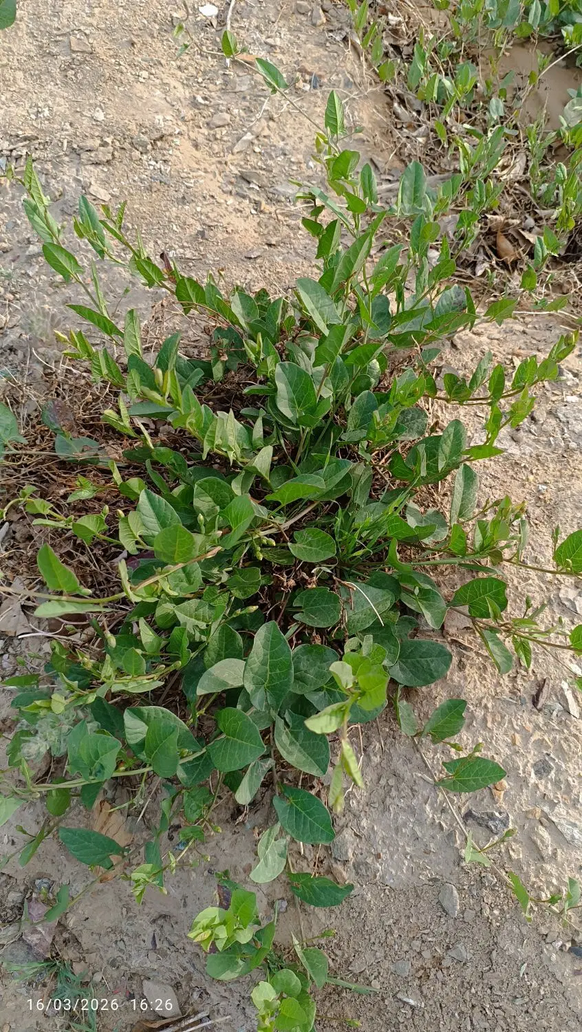 زمین تجاری ومسکونی
