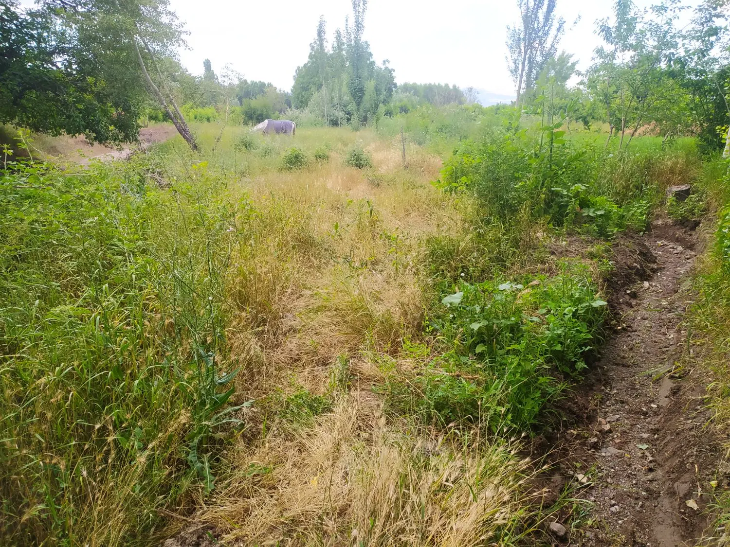 مشگین شهر روستای بیجق زمین کشاورزی