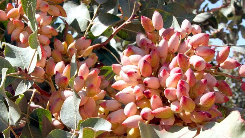 چهار حبه آب با دو هکتار پسته ثمری سه میلیارد وششصد