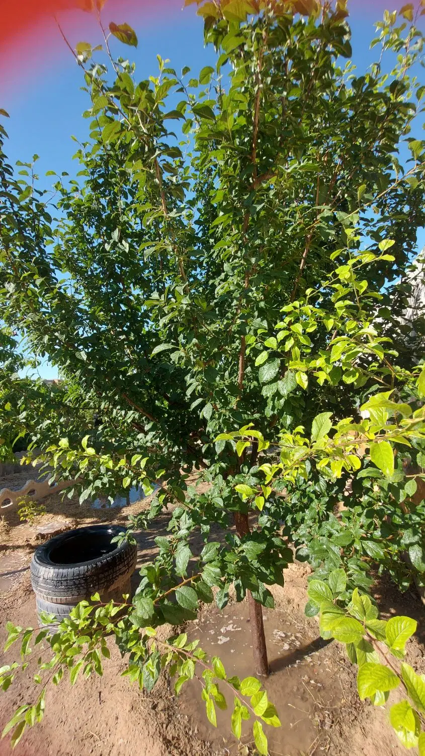 باغ در روستای خرق
