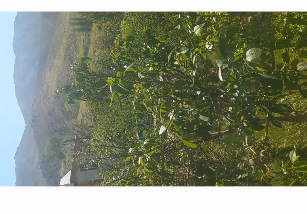 دو قطعه باغ به همراه دو دستگاه خانه متراژ 15000متر