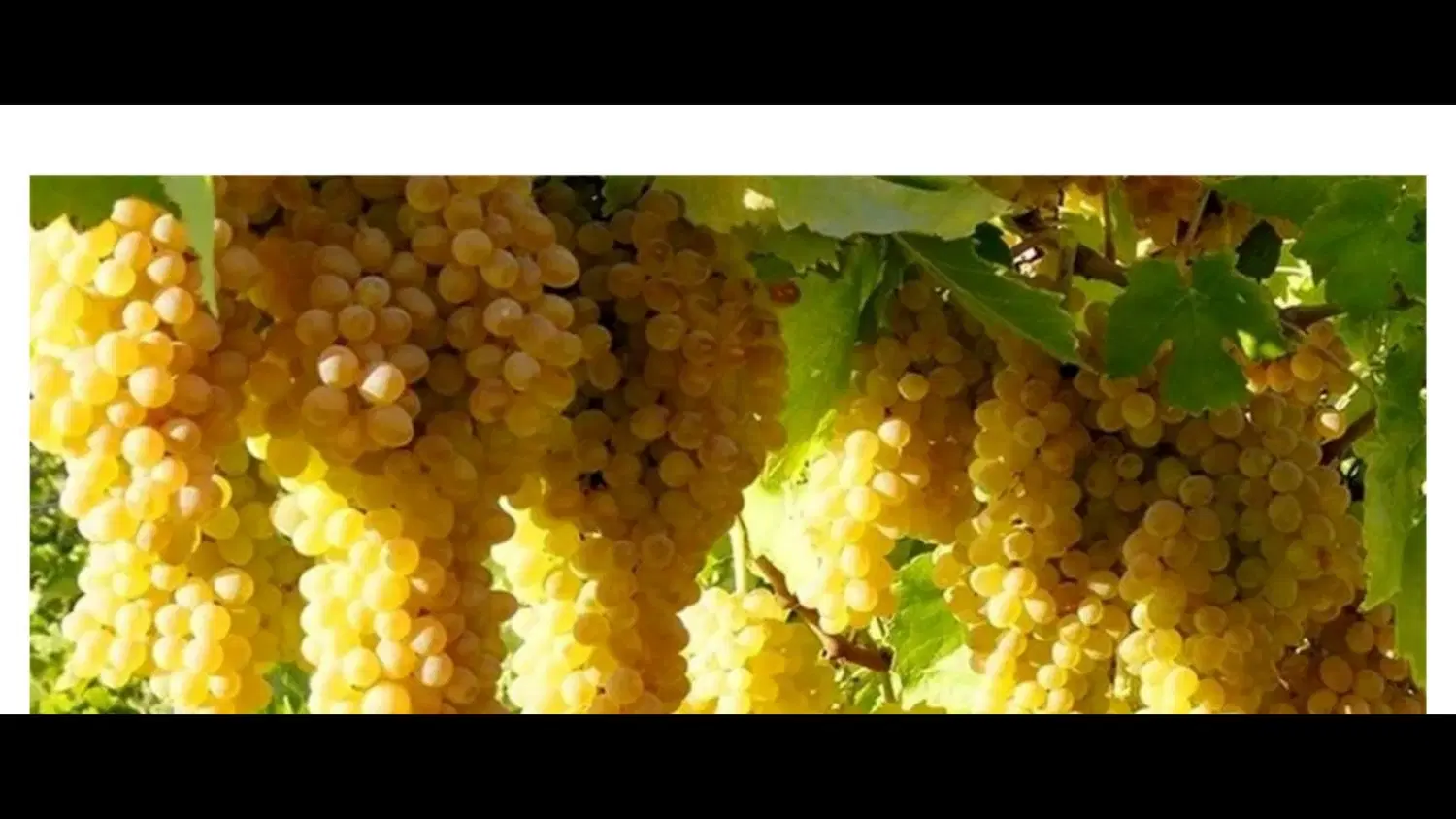 فروش باغ در نهالستان