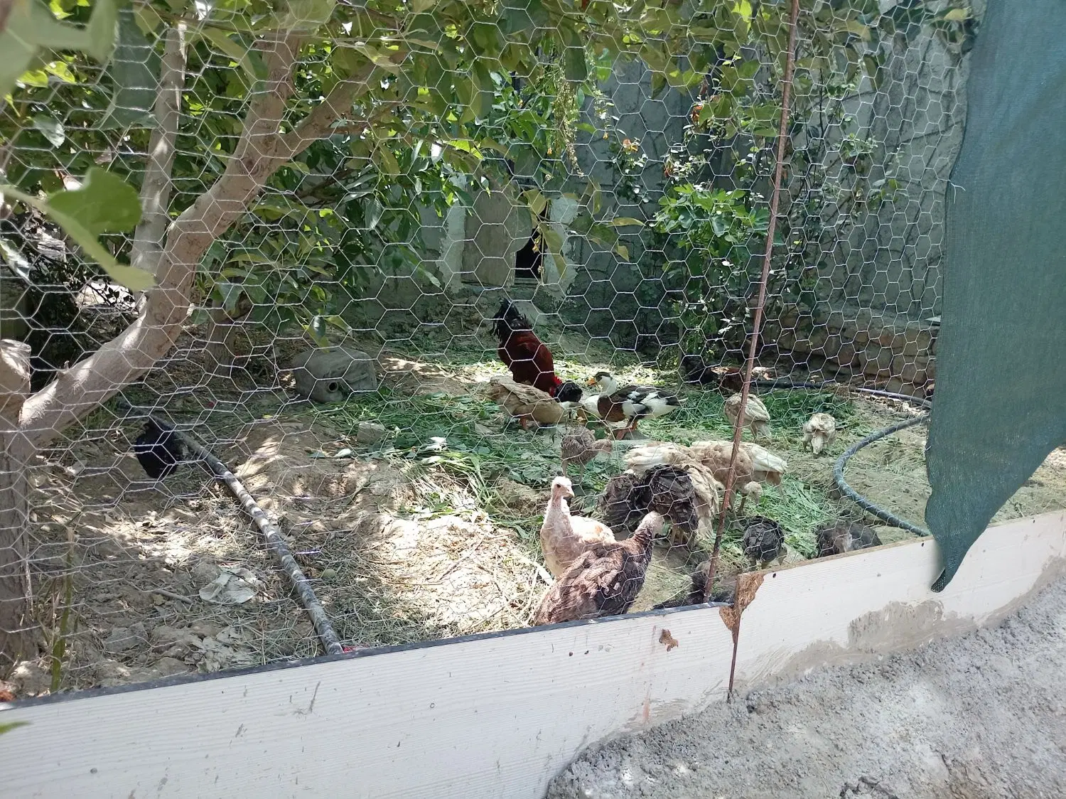 فروش باغ در ساغروان