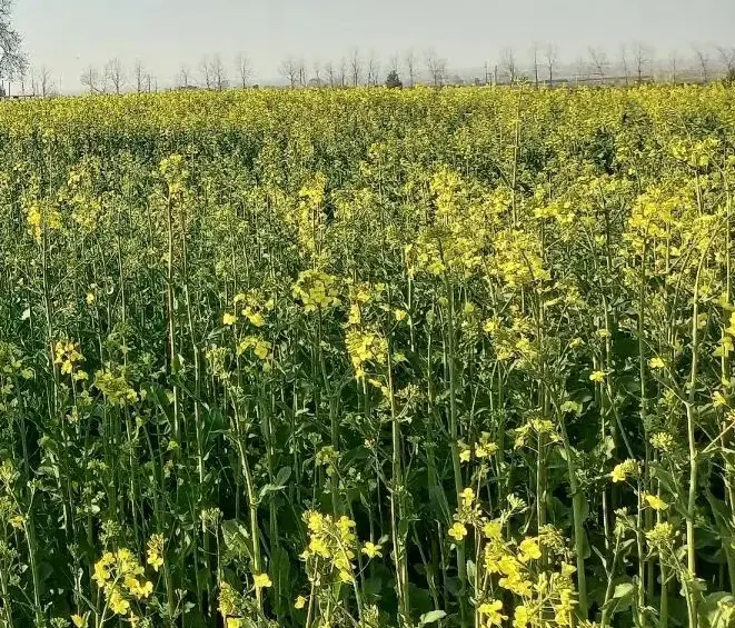 زمین کشاورزی