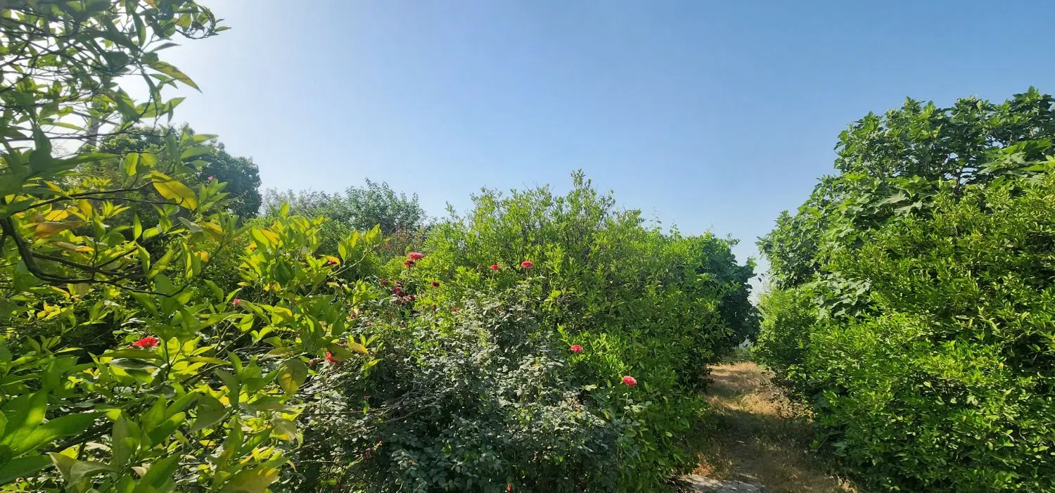 باغچه ۹۰۰ متری روبروی شهرک مطهری خیابان سوم