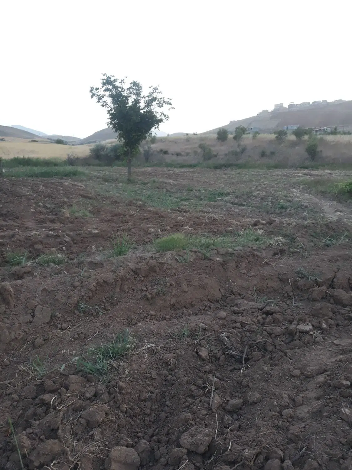 زمین کشاورزی روستای  سورازه