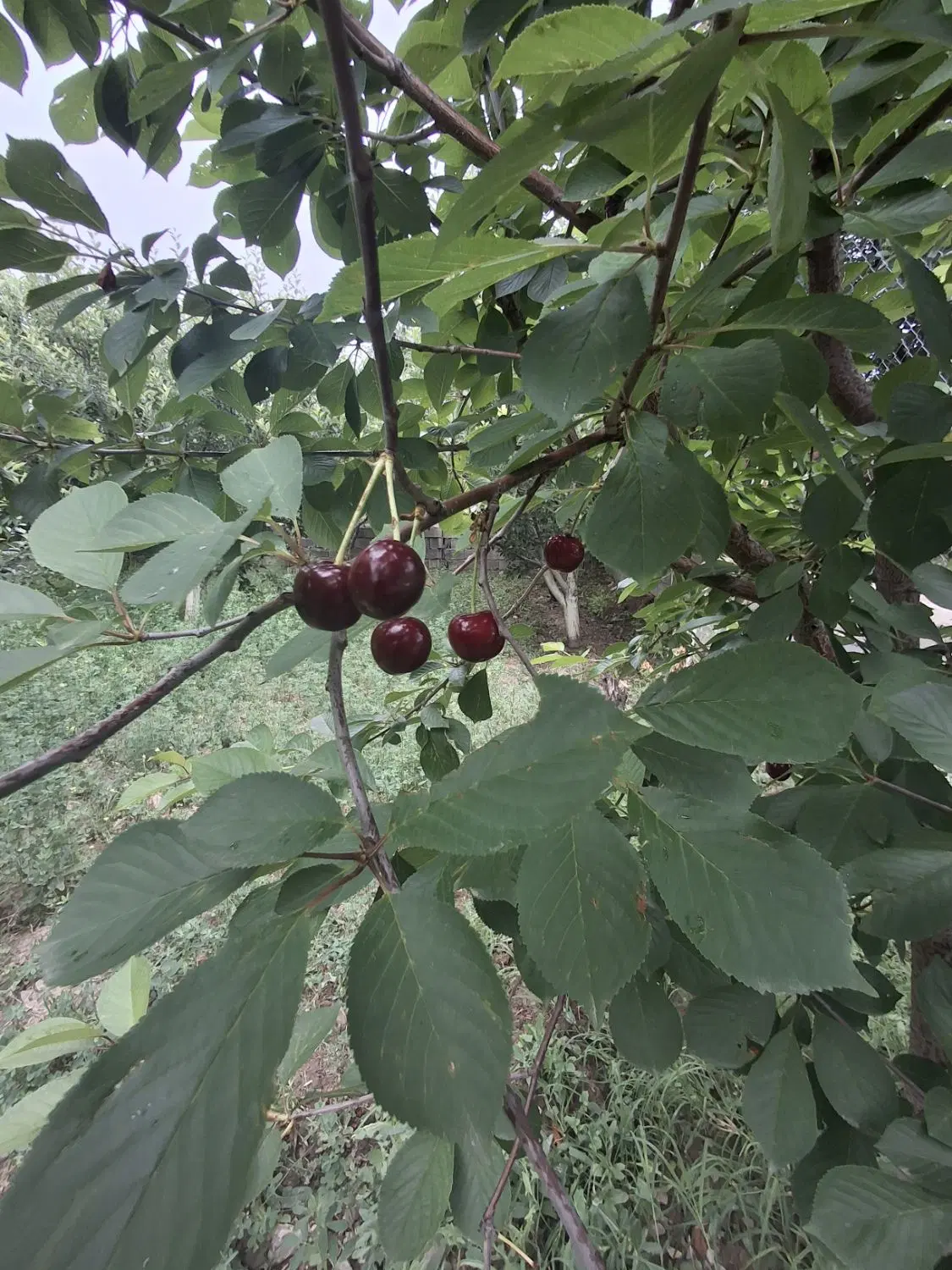 فروش باغ ویلا ۴۵۰۰متر شهرستان اهر (روستای دیزبین)
