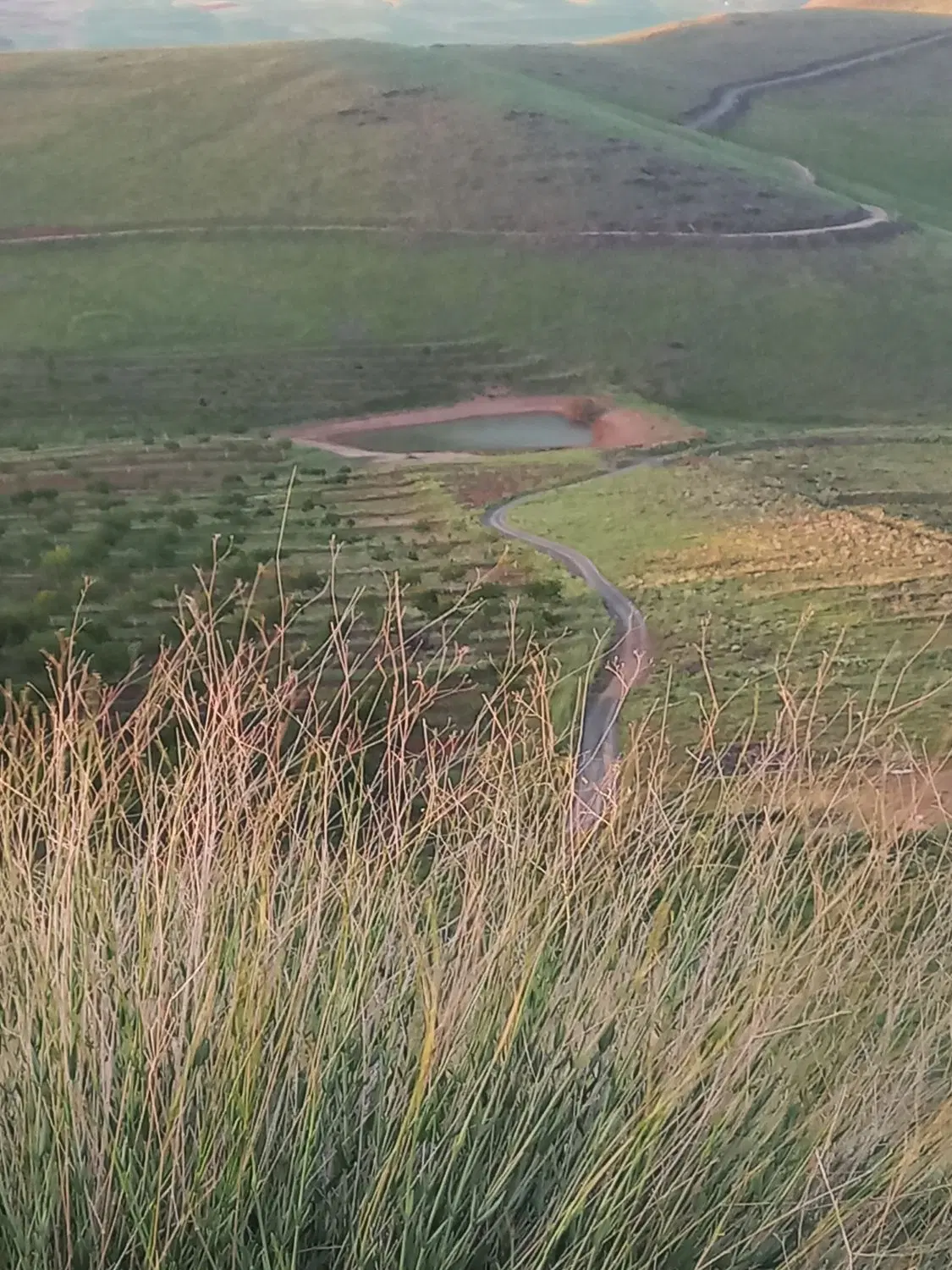 زمین باغی