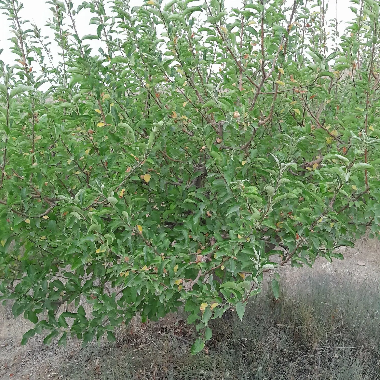 باغ درروستای یامچی