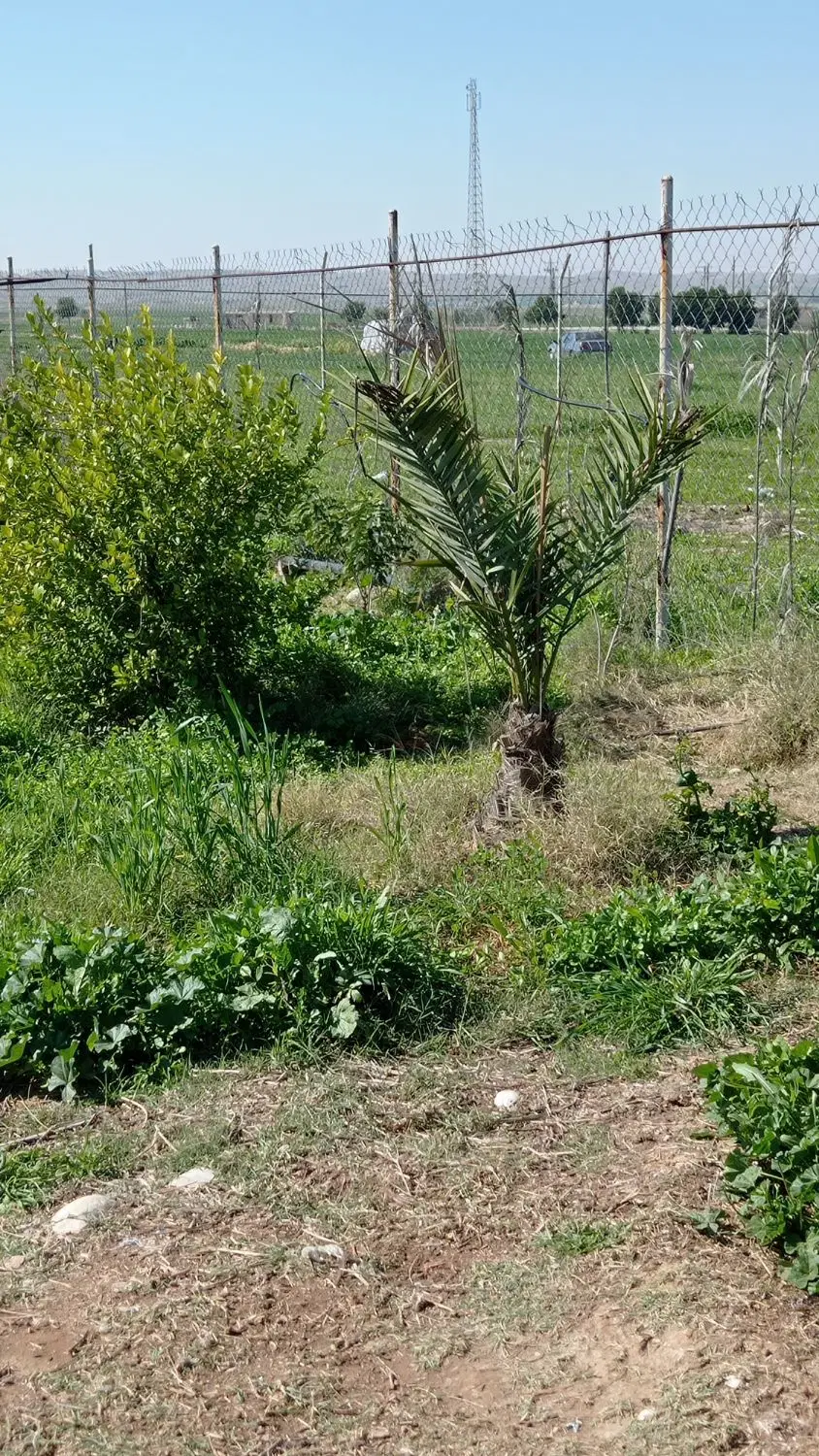 باغ ج زیدون