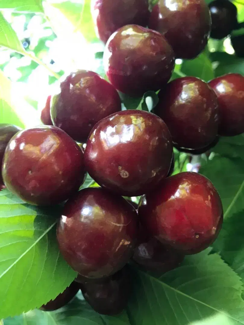 اجاره باغات میوه