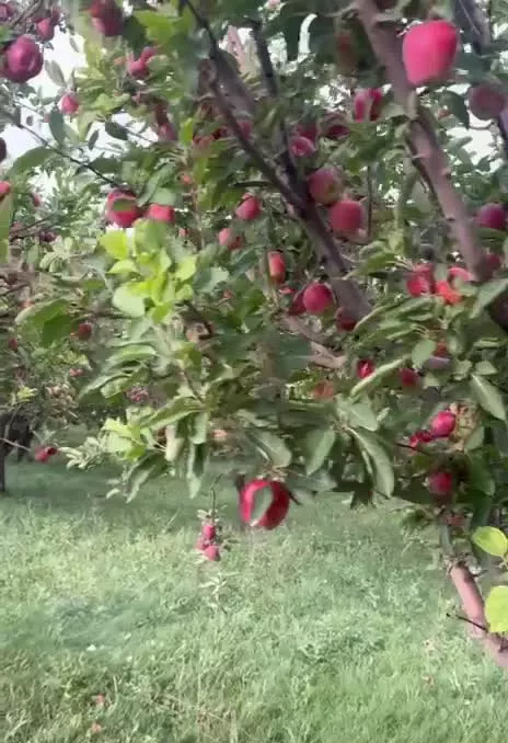 زمین ۷_۵هکتاری مناسب سرمایه گذاری زنجان