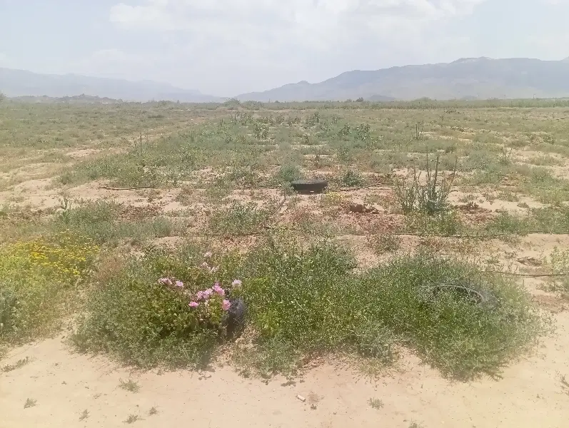 فروش ملک پسته