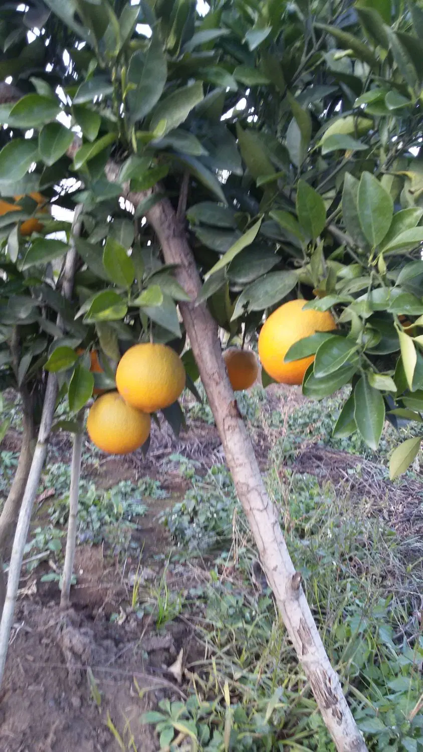 باغ با ویوی عالی