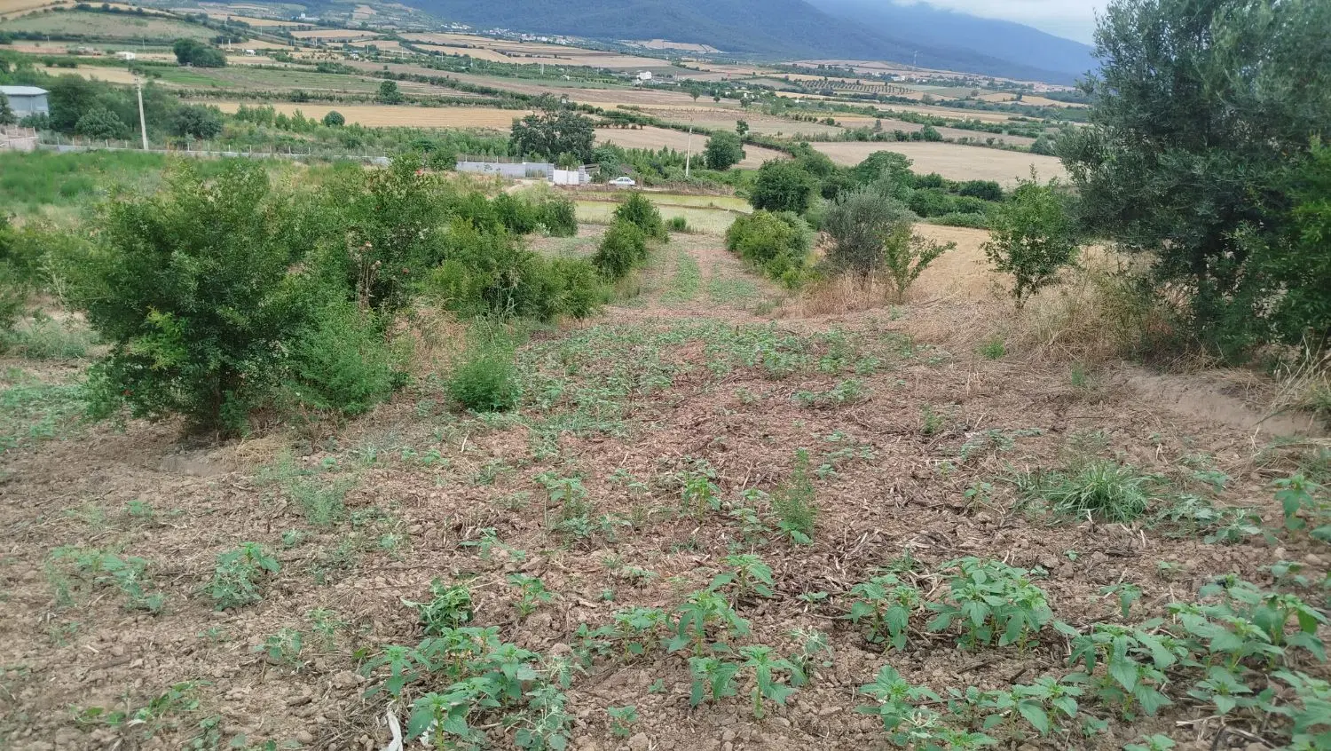 فروش زمین ،باغ جاده روشن اباد ،کفشگیری