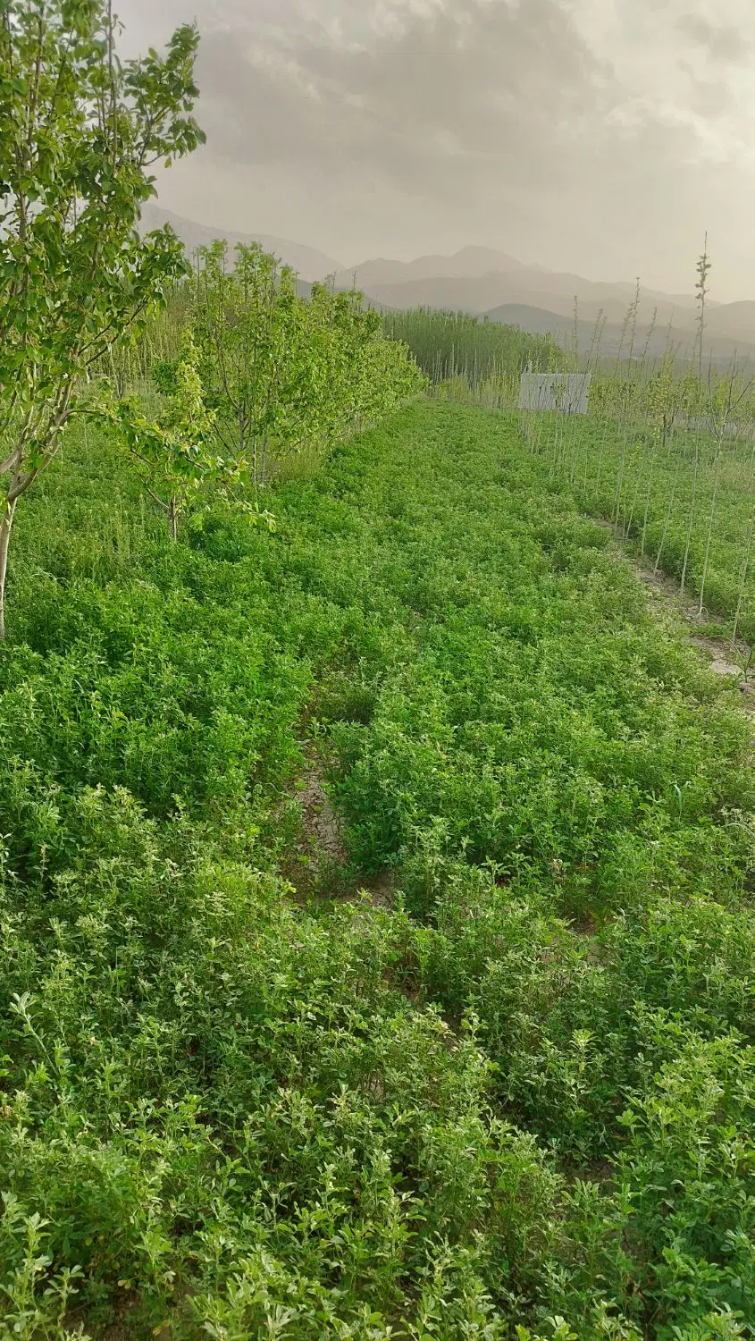 زمین کشاورزی