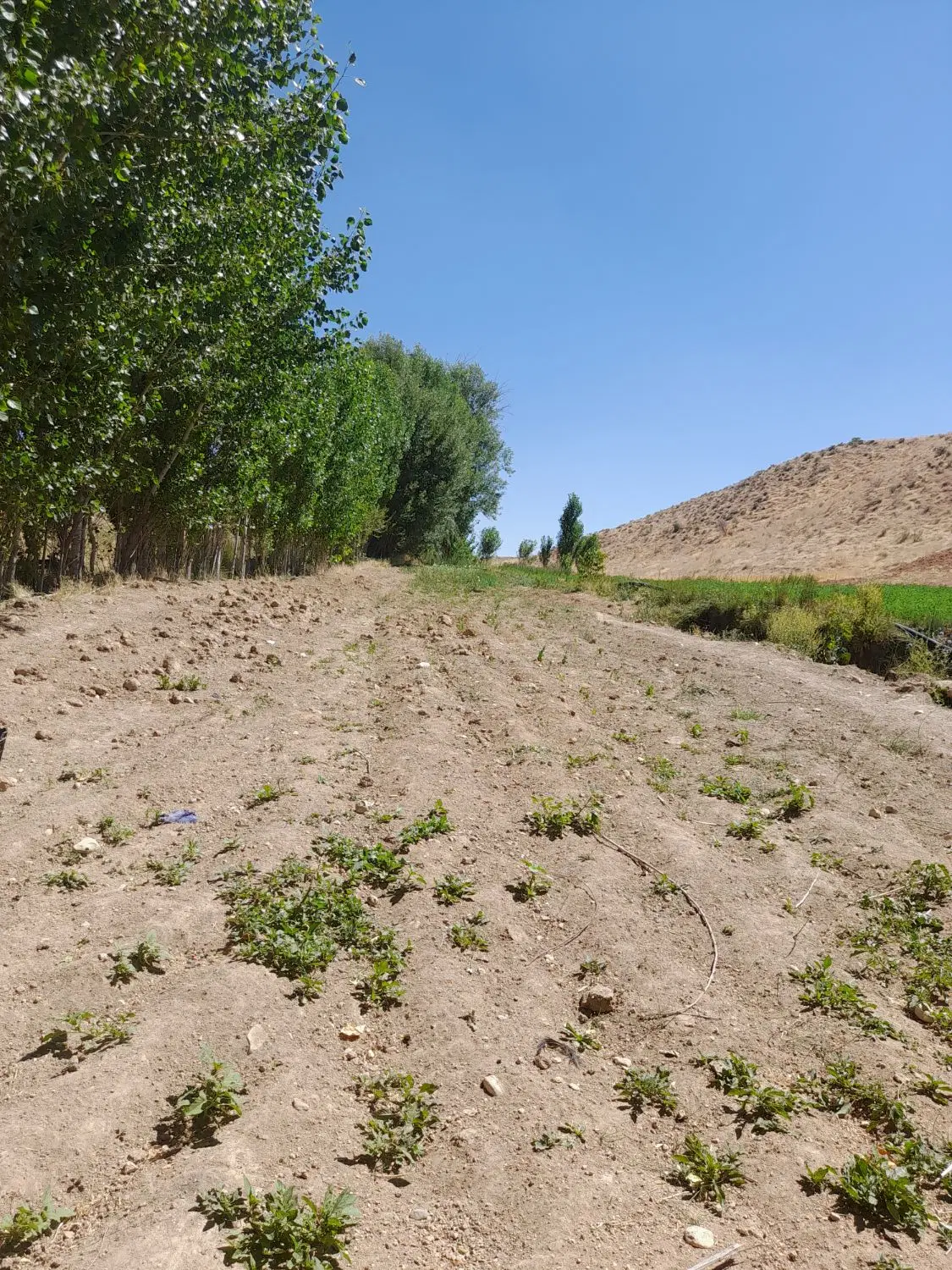 اجاره زمین کشاورزی