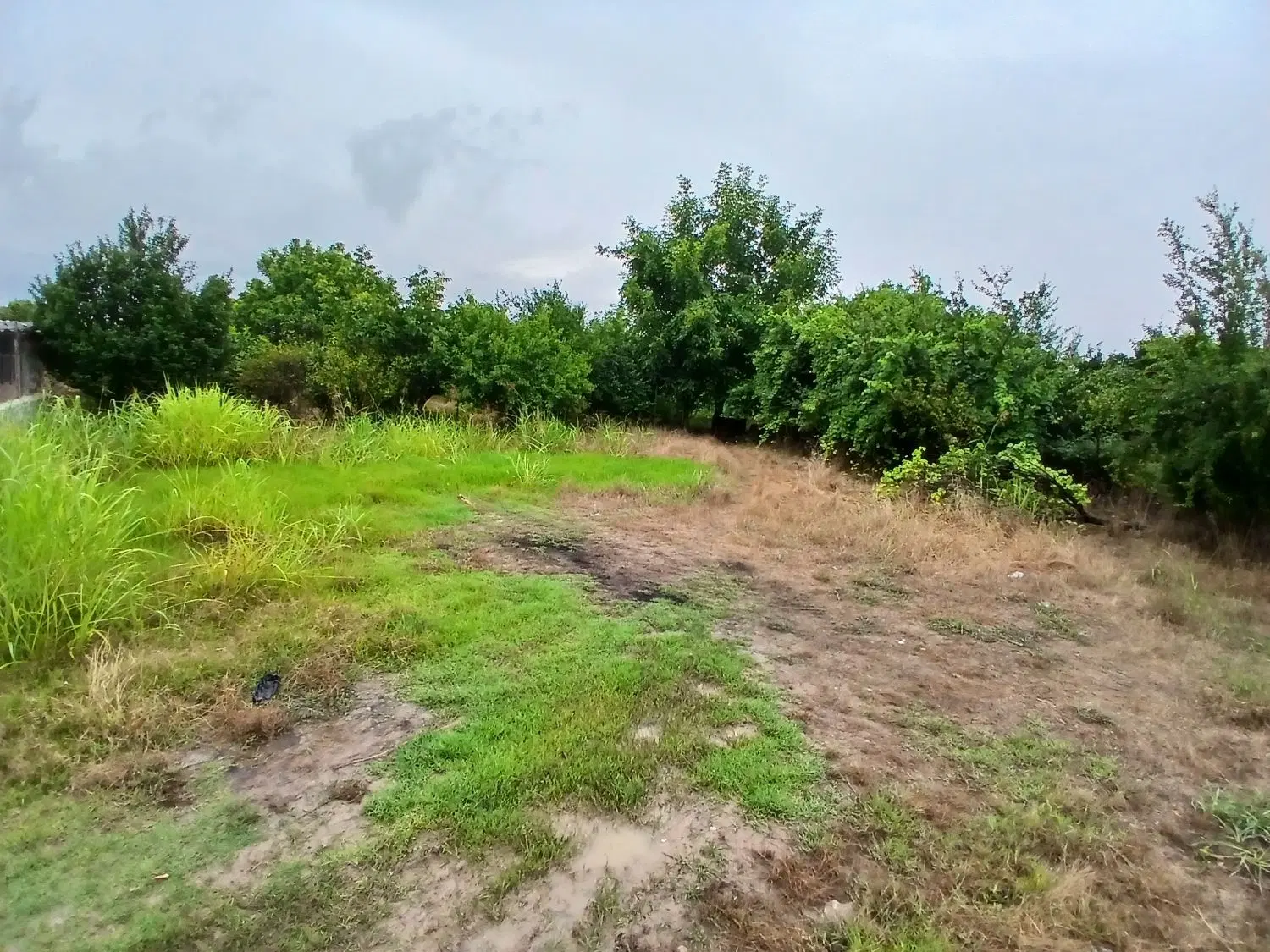 زمین باغی