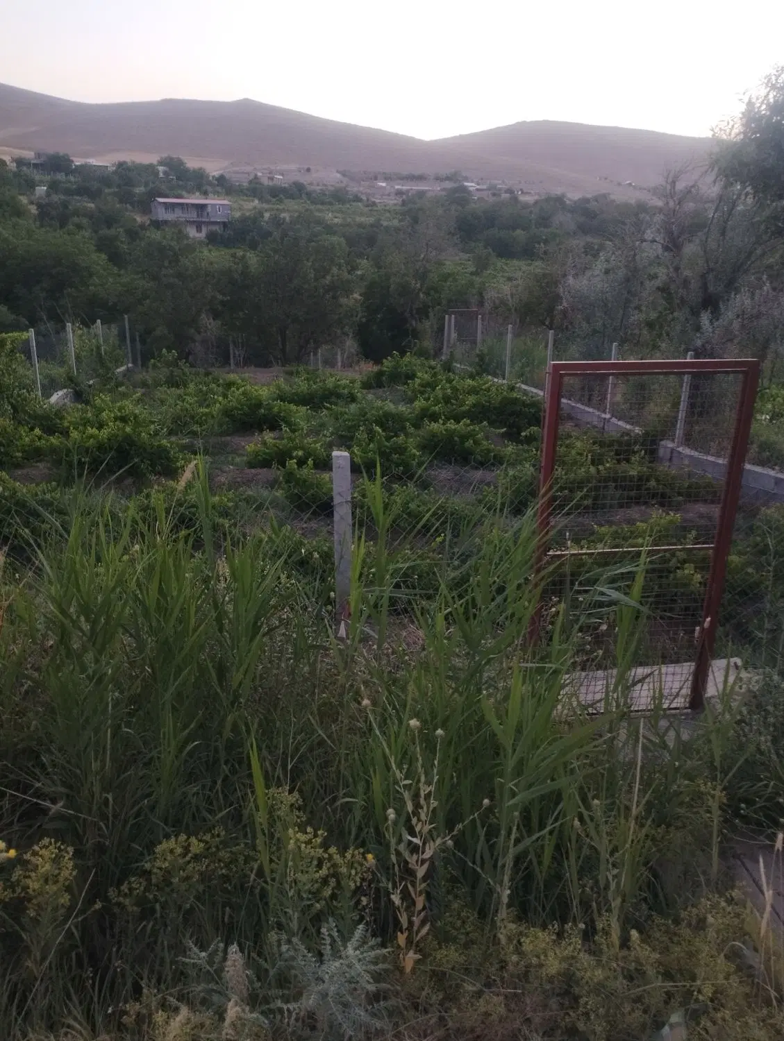 باغ کنار راه