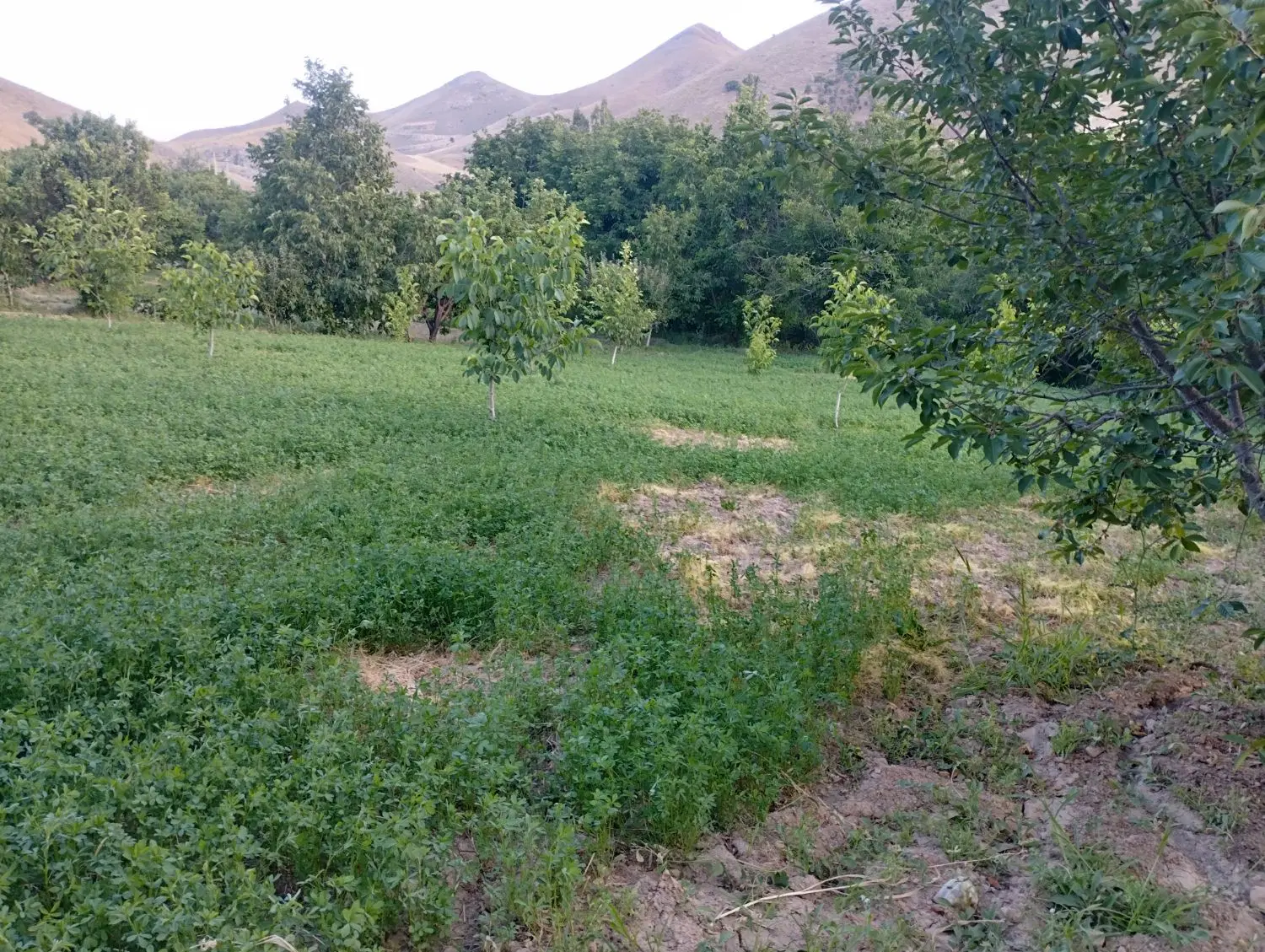 باغ فروشی کانی مشکان