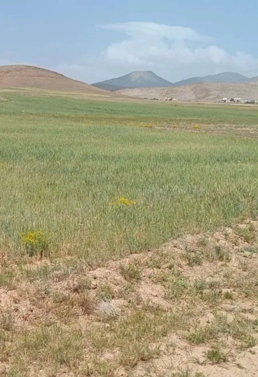 زمین  کشاورزی اوقاف خوره