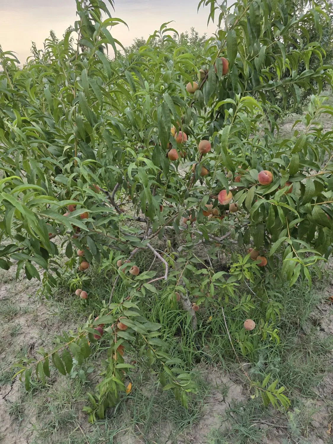 باغ جهت ساخت ویلا