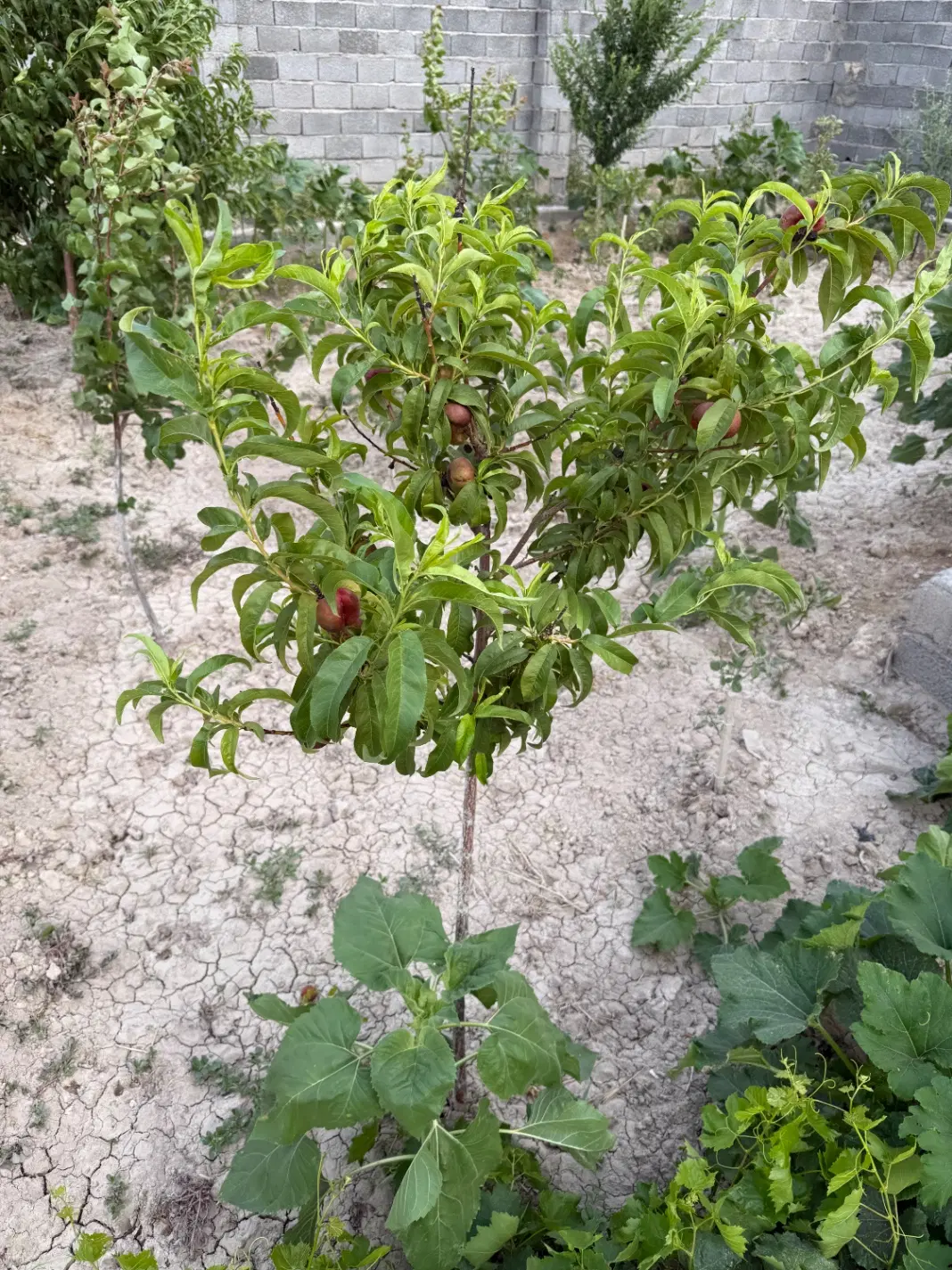 باغ آماده باغ معروف