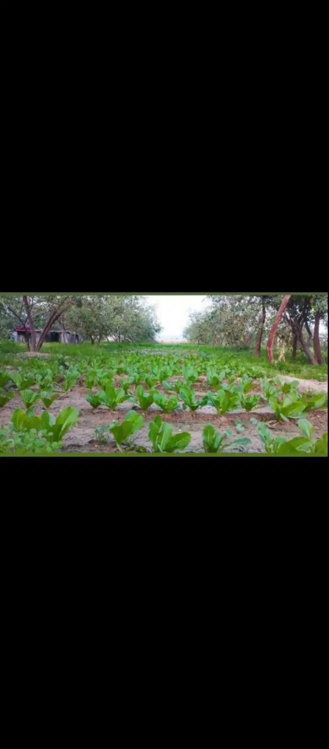 نیم هکتار باغ ثمری روستای گمارون