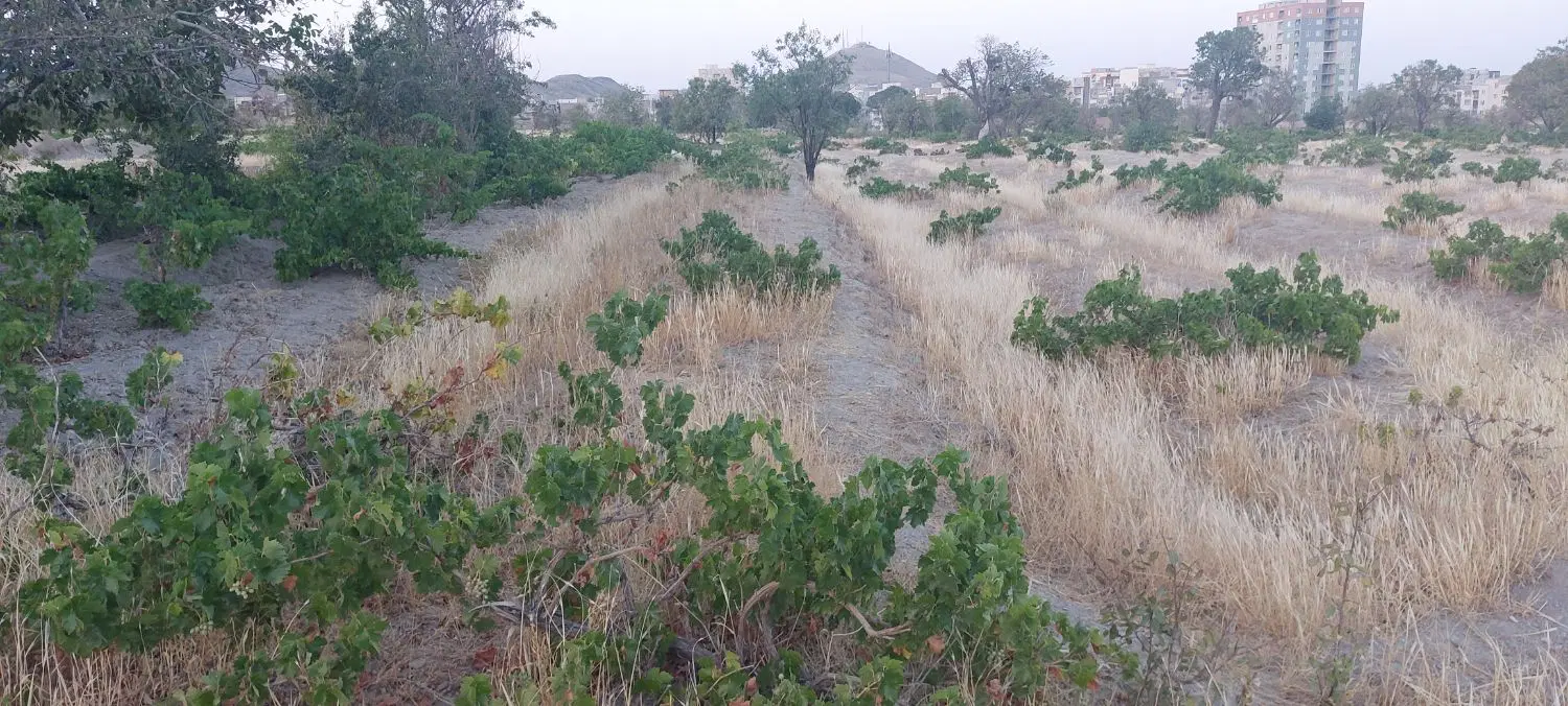 باغ انگور