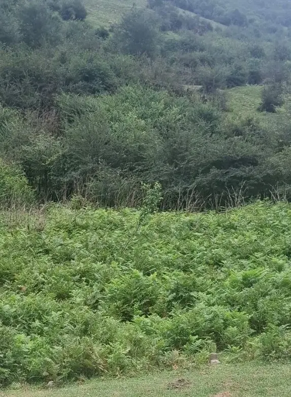 زمین و باغچه
