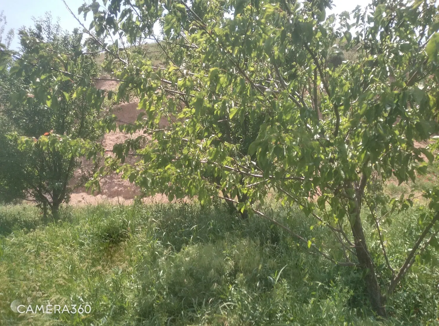 باغ آلوچه