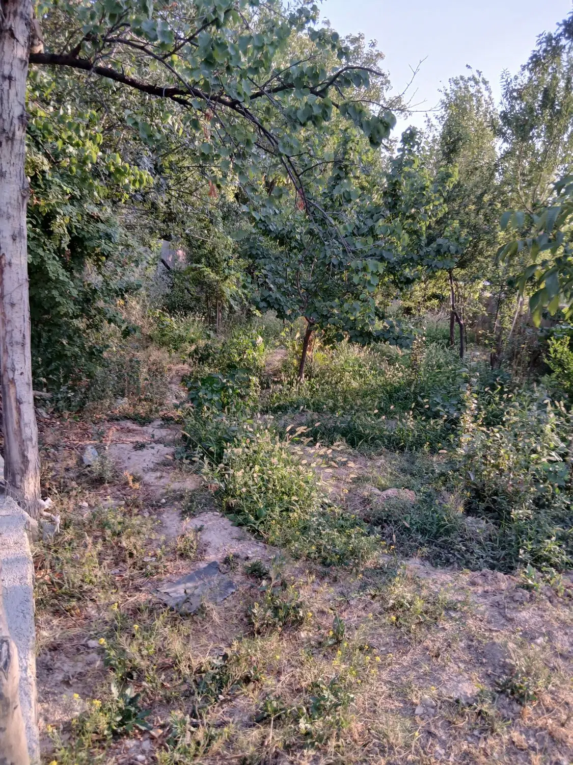 باغ میوه