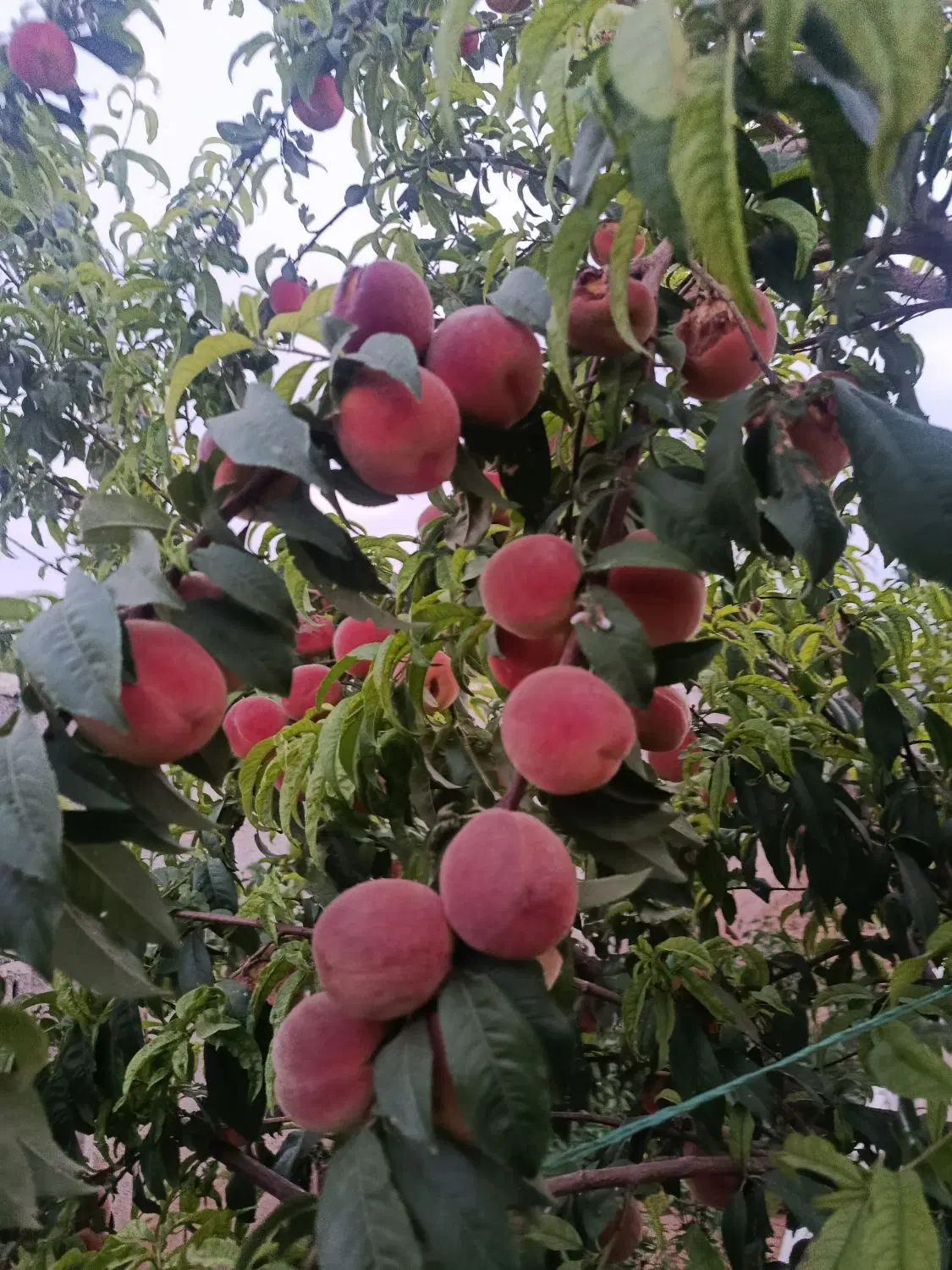 باغ ویلایی