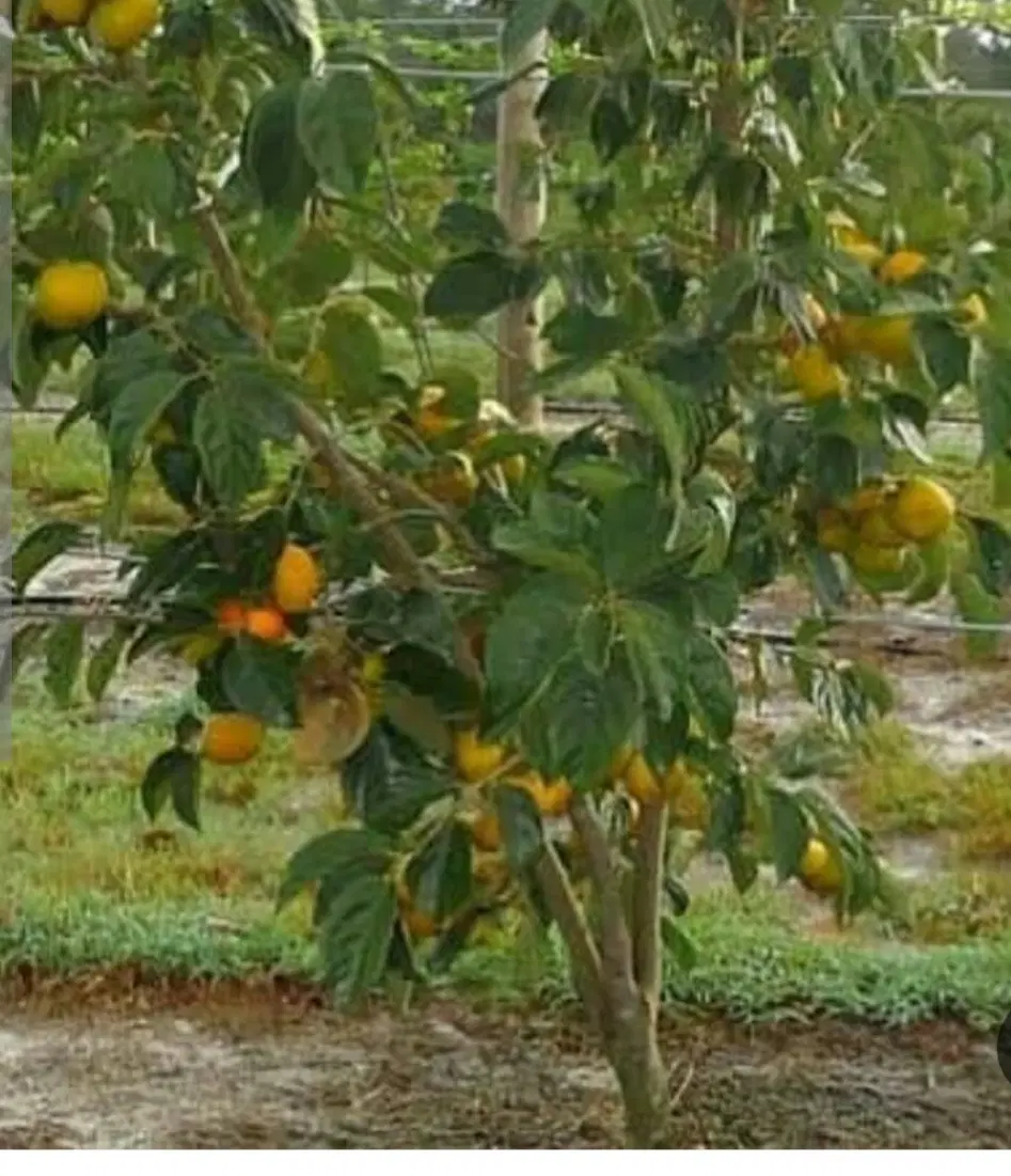 ۳۰۰۰ متر باغ(کاربری زراعی باغی)