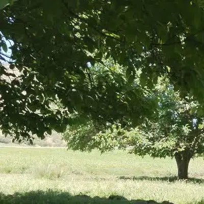 زمین شهرک پگاه بلوک L . دو نبش