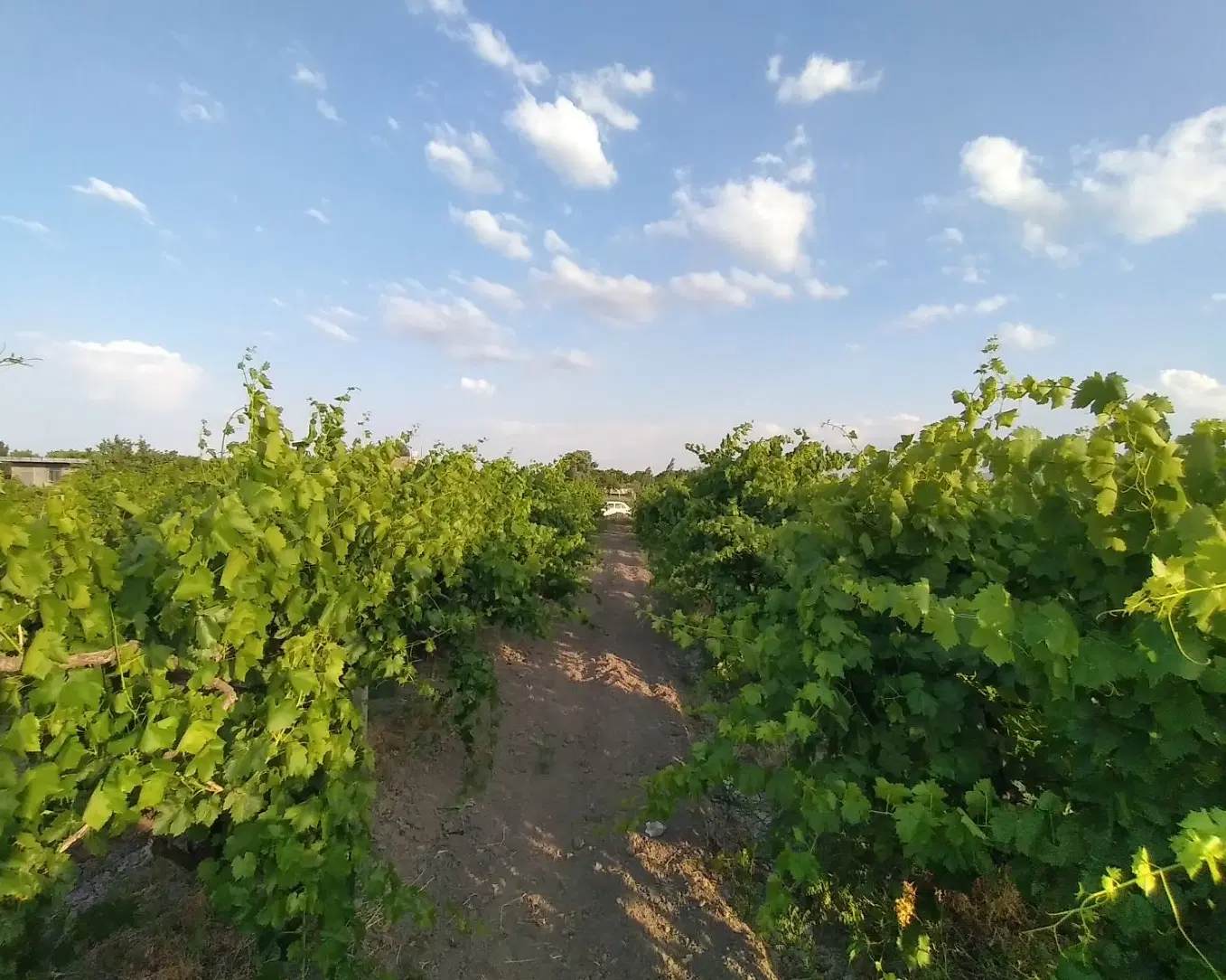 باغ ایستاده انگور تازه کند جاده سنتو