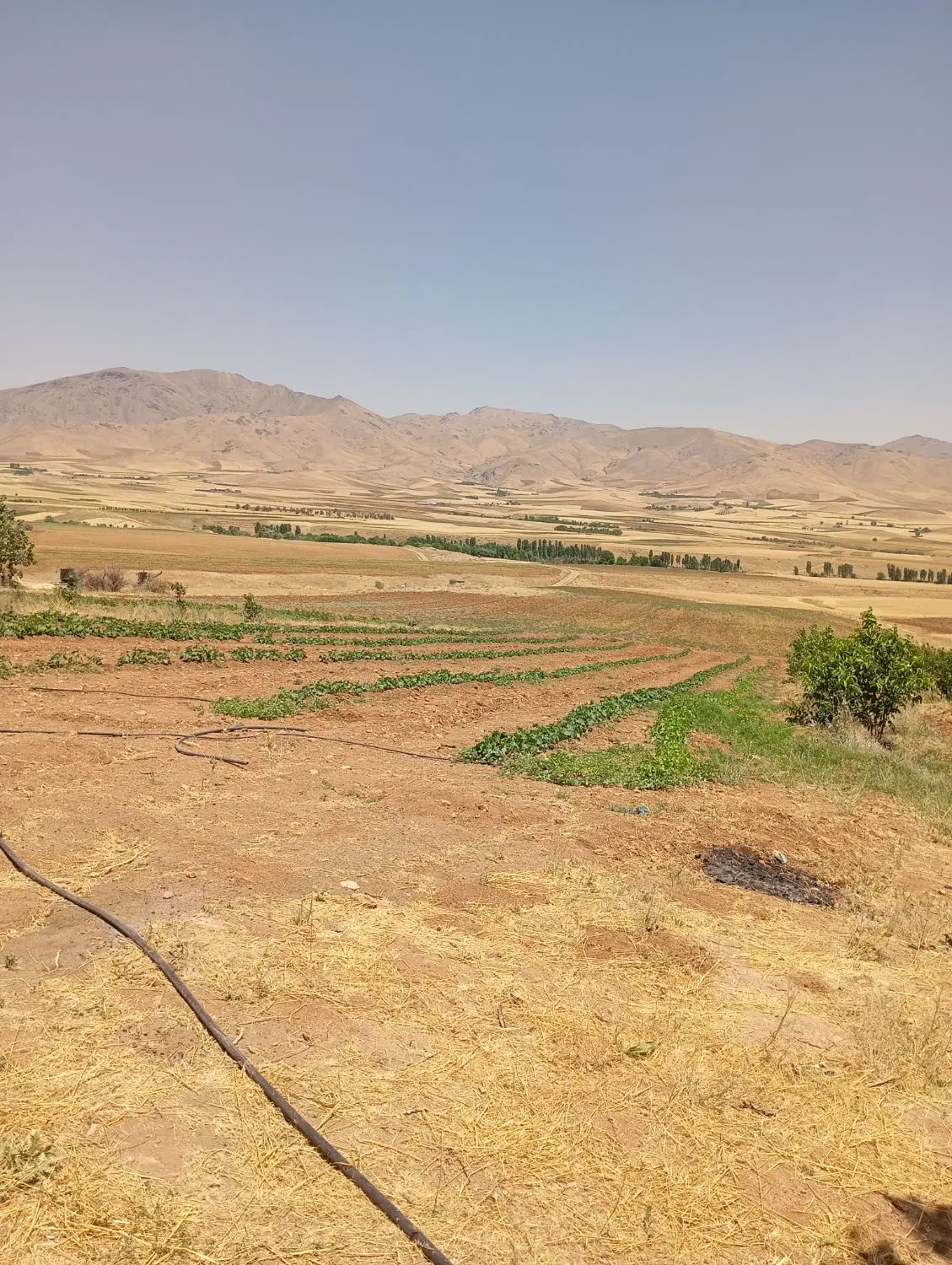 زمین کشاورزی